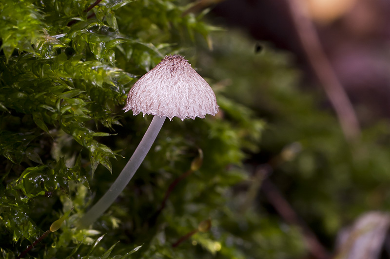 Pluteus hispidulus